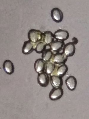 Pollens of Moringa oleifera