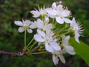 Prunus pensylvanica 2 (5097486425)