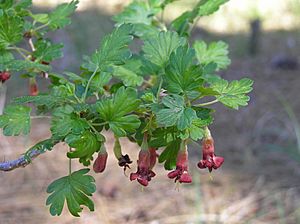 Ribes roezlii.jpg