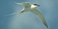 RoseateTern23