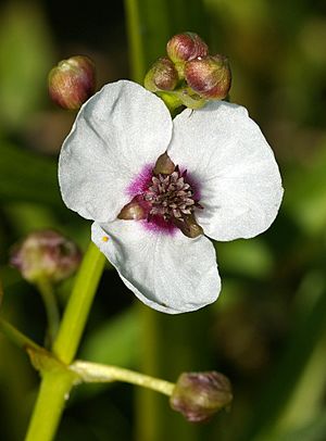 SagittariaSagittifoliaInflorescence2.jpg