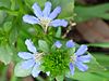 Scaevola crassifolia flower close up.jpg