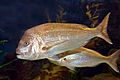 Snapper03 melb aquarium