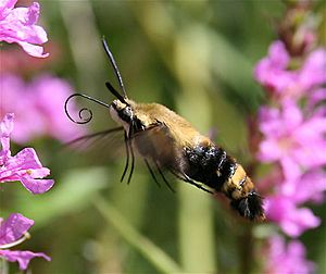 SnowberryClearwing.jpg