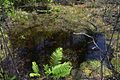 Sphagnum Bog, Big Thicket NP, Turkey Creek Unit, Tyler Co. TX; 1 May 2020