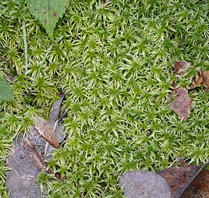 Sphagnum girgensohnii 130108