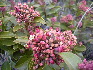 Starr 041006-0222 Santalum haleakalae.jpg