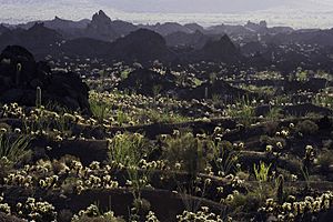 Tecolote Camp Pinacate Cholla