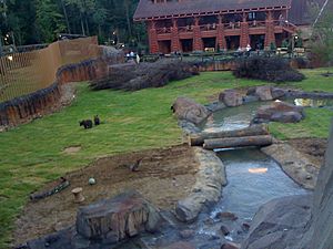 Teton trek memphis zoo bears3