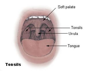 Tonsils diagram