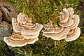 Trametes.versicolor4.-.lindsey