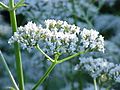 Valeriana officinalis1