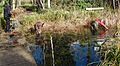 Volunteers cutting reeds and desilting pond in Gunnersbury Triangle