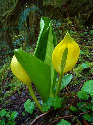 WesternSkunkCabbage