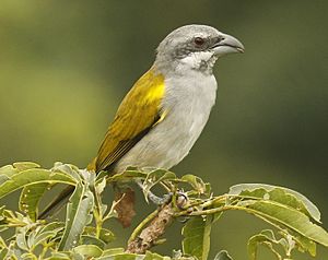 Yellow-shouldered Grosbeak