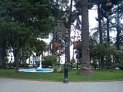 Árboles nativos de la Plaza de Armas de Curicó