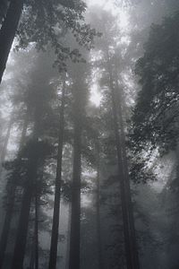 030803a redwoodfog.jpg