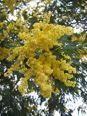 Acacia dealbata-1.jpg