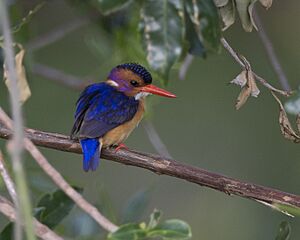 African Pygmy-kingfisher (Ispidina picta) (21126096996)