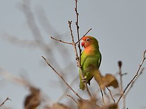 Agapornis lilianae (Zambia).jpg