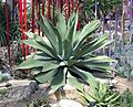 Agave.potatorum.kewgardens.london.arp