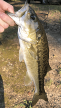 Alabama Bass1.png