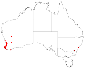 Anigozanthos viridis DistMap21.png