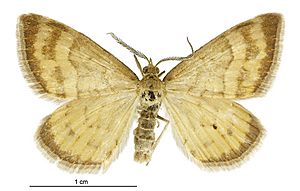 Asaphodes abrogata male.jpg