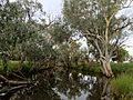 Barcoo river, Tambo