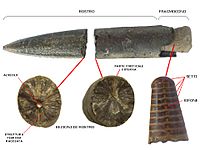 Belemnoidea fossil characters