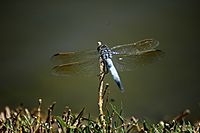 Blue Skimmer Dragonfly