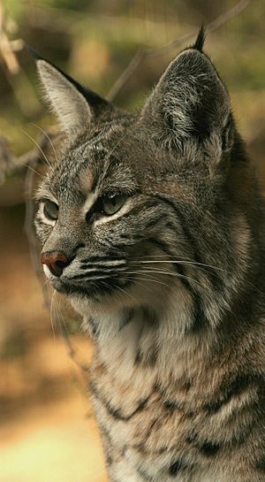 Bobcat lynx rufus