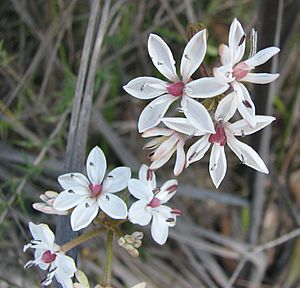 Burchardia umbellata.jpg