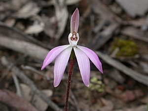 Caladenia fuscata 2.jpg