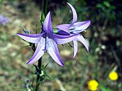 Campanula rapunculus Closeup SierraMadrona