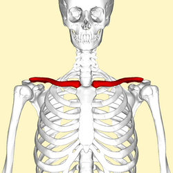 Clavicle - anterior view.png