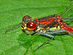 Coenagrionidae - Pyrrhosoma nymphula (male)