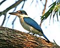 Collared kingfisher (Todiramphus chloris) - Flickr - Lip Kee