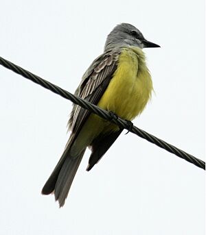 Couch‘sKingbird