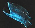 Ctenophore2