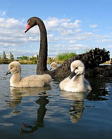 Cygnus atratus -adult with chicks in Australia-8