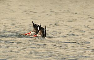 Dabbling Spot billed Ducks 01