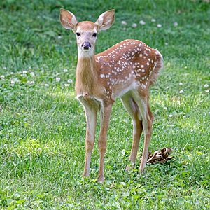 Deer fawn, 1 month