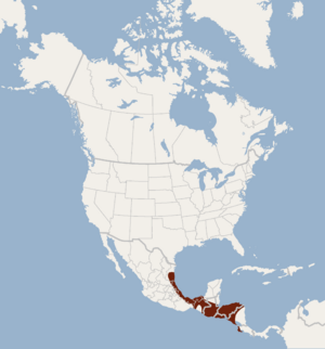 Distribution of Rhogeessa tumida.png