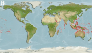 Distribution of Scarus Niger