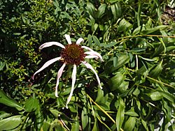 Echinacea laevigata smooth purple coneflower