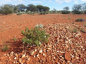 Eremophila canaliculata (habit).jpg