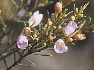 Eremophila scoparia (leaves and flowers).jpg