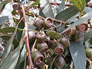 Eucalyptuscosmophylla25219520327 c5804c8a7c o.jpg