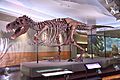 FMNH SUE Trex